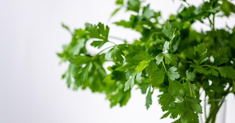 Cuisiner un repas rapide en moins de 20 minutes : 15 idees bluffantes